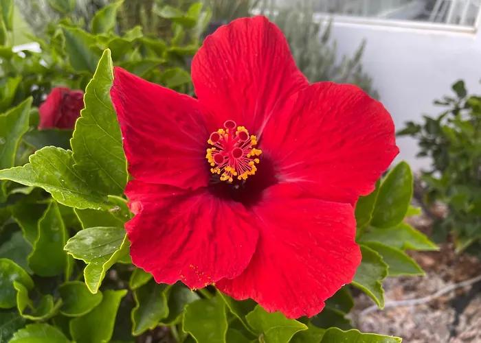 Apartamerica 471, Gartenwohnung, Pool, 150 M Zum Strand, Americas 公寓 *