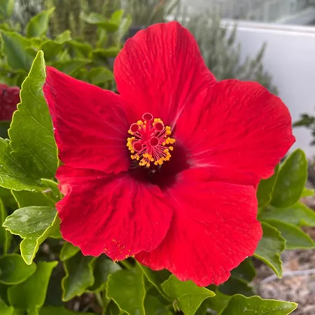 Apartamerica 471, Gartenwohnung, Pool, 150 M Zum Strand, Americas Appartamento *