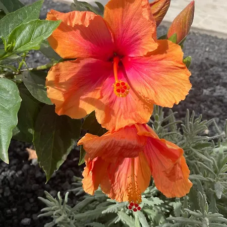 Lejlighed Apartamerica 471, Gartenwohnung, Pool, 150 M Zum Strand, Americas Costa Adeje (Tenerife)