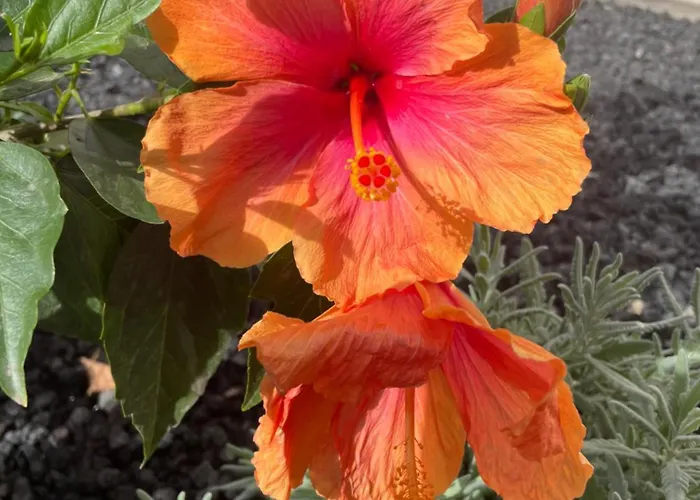 Daire Apartamerica 471, Gartenwohnung, Pool, 150 M Zum Strand, Americas Costa Adeje