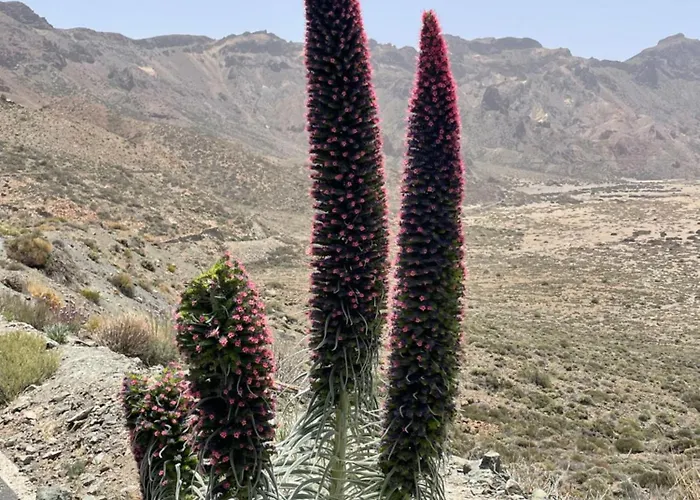 Apartamerica 471, Gartenwohnung, Pool, 150 M Zum Strand, Americas * Costa Adeje